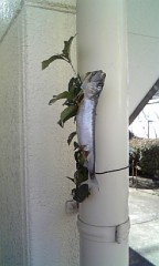 えっ(-.-;) イワシの頭が…