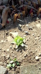 もぉすぐはぁ～るですねぇ～