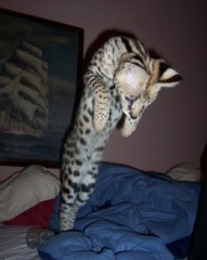 愛撫（おっぱい編）