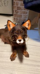 【お題日記】自分が思う一番かわいい動物は？