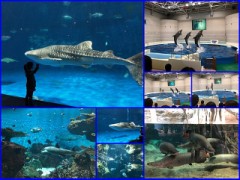 鹿児島に家族旅行