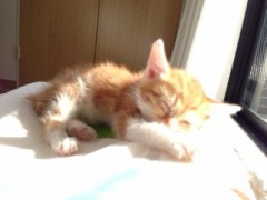 【お題日記】今日はカメラの日！自慢の写真をUPして♪