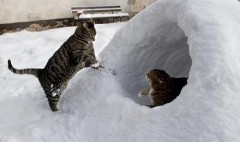 【お題日記】スキー、スノボ、スケート、どれが好き？