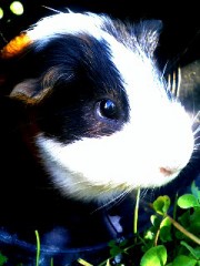 スカイプ関連＆コメレスです♪