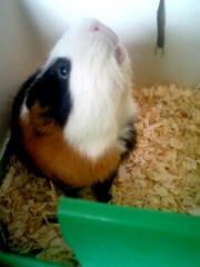 更新されてなかった～！！