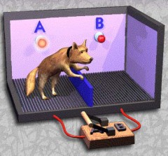 シリーズ鬱♪３～学習性無力感とは？