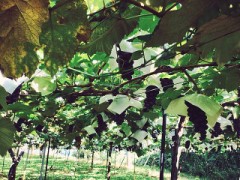 葡萄狩り