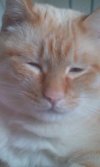 寂しい子な私が通るかもしれない（´・ω・｀）笑