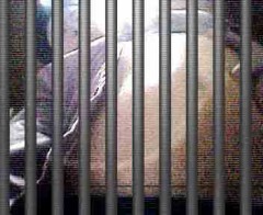 【お題日記】顔出さないで自捕り写メに挑戦！