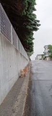 小雨なので