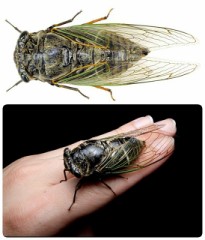 昔、クマゼミを捕まえるとヒーローだったのに･･･