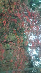 もう見納めですね…