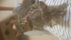 【お題日記】デジカフェ体験談