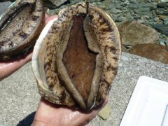 ああ花見で脱いでる人見た事ある？