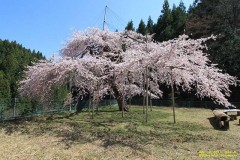 花見の予定は？