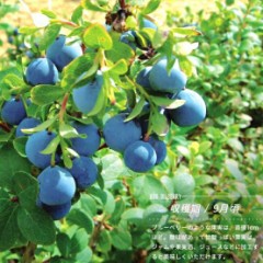 こんな珍しい果物食べた事あります