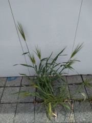 ドラゴンボール連休で読んでみる？