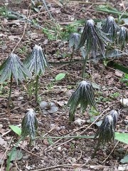 傘持っていかれちゃったことある？