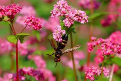 蕎麦湯は飲む？