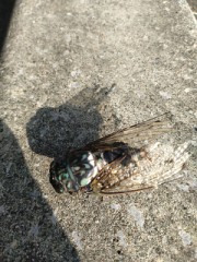 今年の夏休みはどう過ごす？