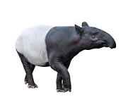 昨日どんな夢見た？