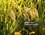 爪を切る頻度はどれくらい？