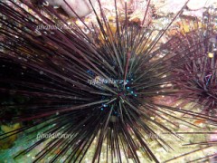 【お題日記】オーロラ見た事あります