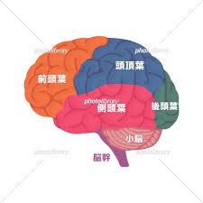 【お題日記】あなたは右脳派？左脳派？