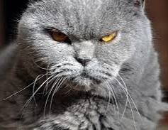 野良猫や野良犬見かける？