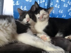 一緒に過ごす理想の相手は？