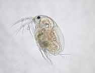 【お題日記】生まれ変わったらやりたいもの