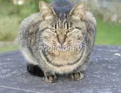 【お題日記】散歩中に出会った猫ちゃん