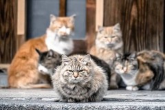【お題日記】猫カフェで癒しの時間を過ごした事ある？