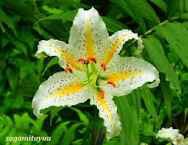 【お題日記】フェロモンってどんな匂い？