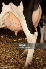 巨珍の基準は何cmから？