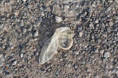 車内で最後にしたのはいつ？