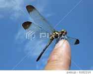 今Hできるお相手いる？