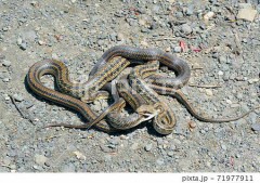 ◎◎持ってます