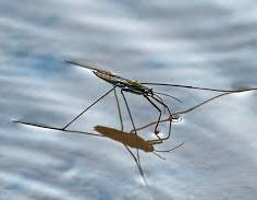 【お題日記】水切りした時、最高何回？