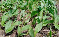 【お題日記】好きな餃子は何餃子？
