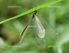 【お題日記】人生でこれだけはしておきたい事