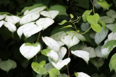 道端の猫に話しかける？