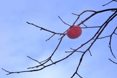 挿入する前に確認しますか？