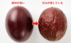 【Hを誘ってこない人って…