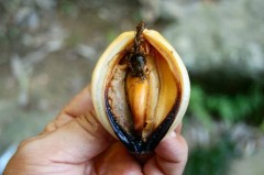 逆にボーボーがいい