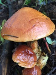 臭いの興奮する？