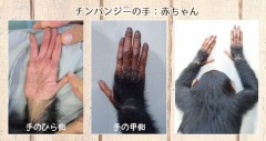 【お題日記】人差し指より薬指の方が長いです