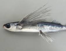 【お題日記】昨日の晩御飯は？