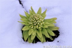 バレンタインに聴きたくなる曲や映画ある？