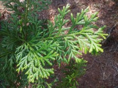 【お題日記】明日何する？